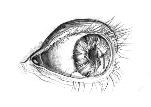 Ojo de boceto. Ojo de lápiz. Concepto de vista y mirada representado por el ojo del boceto . —  Fotos de Stock