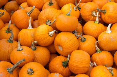 Close-up of a large pile of orange pumpkins.