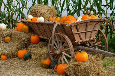 An autumn composition against a backdrop of corn with a wooden cart filled with pumpkins and hay.