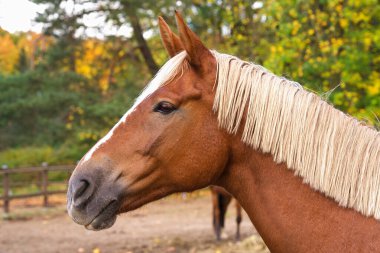 Sonbahar doğasının arka planına karşı Haflinger atının yakın plan portresi.