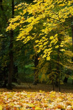 Akçaağaç yaprakları sararan bir sonbahar manzarası.