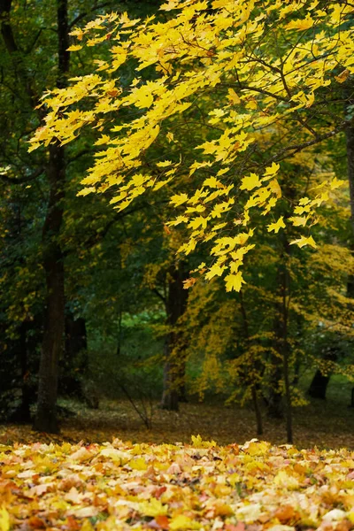 Akçaağaç yaprakları sararan bir sonbahar manzarası.