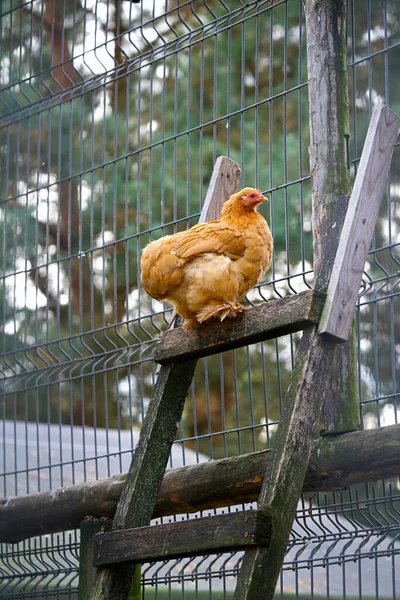 Tahta merdivendeki Orpington tavuğunun yakın çekimi.