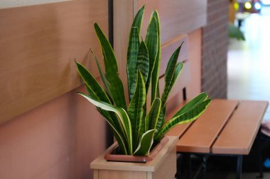 Sansevieria, kayınvalidenin dili ya da turna kuyruğu olarak da bilinir..