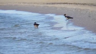 İki gri karga deniz kıyısındaki dalgalarla oynuyor.