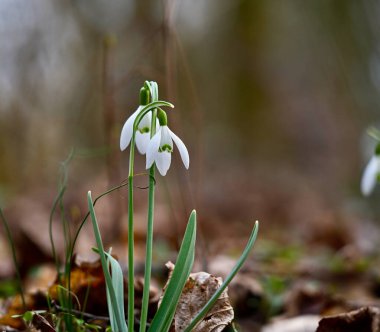 Yakın planda bir çift yumuşak bahar kardamlası..