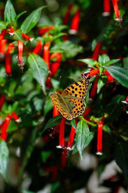 Bir Fritillary inci kelebeği çiçek açan bir Cuphea alevli kırmızı üzerinde oturur.