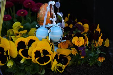 Paskalya dekoratif mavi yumurtalar çiçek açan sarı kemanın arka planında yakın planda.