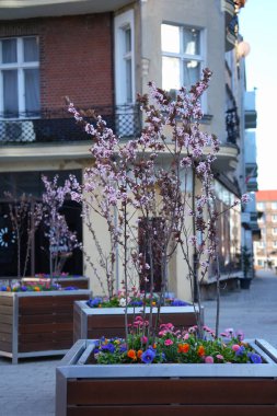 Çiçek açan pembe erik tohumları şehrin zeminine karşı ahşap kaplarda Pissardi