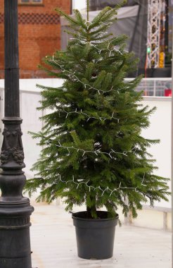 Siyah plastik bir tencerede Nordmann köknar ağacı (Abies nordmanniana) ve bir çelenkle süslenmiş.