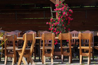 Parlak pembe bir Mandevilla bitkisi kır tarzı bir kafede çiçek açıyor.