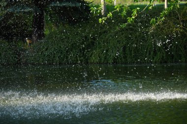 Bir kaynak ki, yemyeşil bir yeşillik zeminine karşı bir çok su fışkırtır..