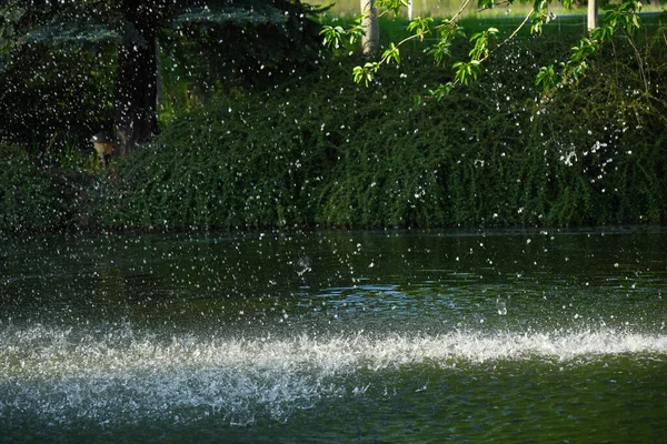 Bir kaynak ki, yemyeşil bir yeşillik zeminine karşı bir çok su fışkırtır..