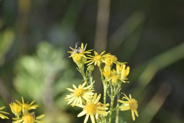 Doğal ışık tarafından aydınlatılan bulanık bir zemin üzerindeki çiçek yaprakların ve böceklerin şeklini ve rengini vurgular.