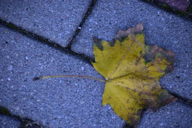 Kahverengi lekeli bir sonbahar sarı akçaağaç yaprağı gri kaldırım taşının üzerinde yatar. Görünür damarlar ve yüzey dokusu doğal bir düşüş atmosferi yaratır..