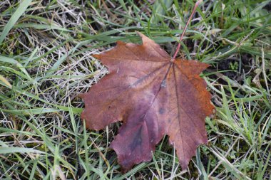 Sonbahar kahverengisi ve kırmızı tonlu bir akçaağaç yaprağı hafif donla yeşil çimenlerin üzerinde uzanır ve soğuk bir sonbahar sabahı havası yaratır..