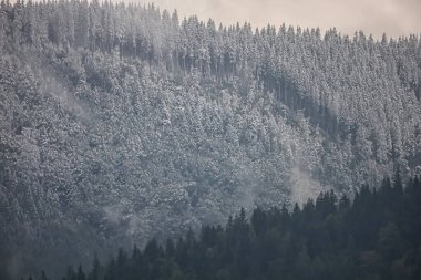 A clear line divides the snowy upper slope and the autumn forest below, creating a striking natural contrast.