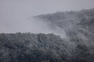 FoggyTree covered slope rises from the misty valley in quiet cold air. valley under a cold sky