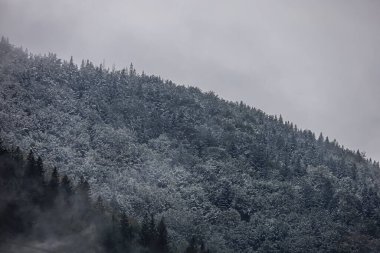 Snow-covered pines and firs with slopes fading into light haze.