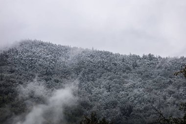 Forest covered with snow and fog. White, gray, and pale blue tones emphasize cold and calm.