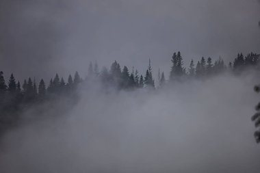Dense mist covers a snowy forest slope creating calm and peaceful atmosphere.