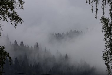 Trees appear as silhouettes in thick fog creating calm and cool atmosphere.