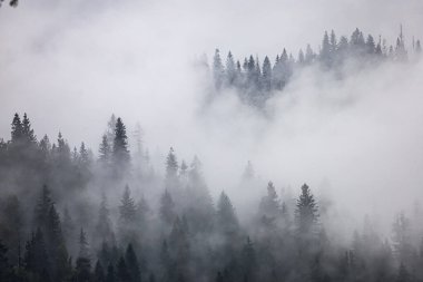 Dense morning fog covers the forest with tree tops barely visible and branches adding depth.