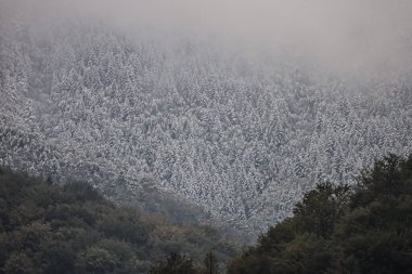 Snow covers the upper trees while fog and gray tones dominate below, creating a peaceful cold mood.
