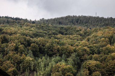 Deciduous trees with colorful leaves on a hillside under gentle lighting and a soft blurred background.
