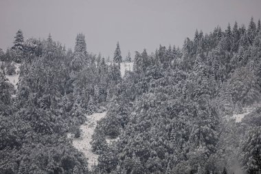 A quiet winter forest fully covered in snow, with heavy branches and a narrow path leading deep into the woods. Calm, cold and peaceful atmosphere.