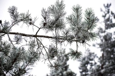 Karmaşık yüzeyli birkaç ince şekil yumuşak bir ışık arka planına karşı duruyor. İnce tonsal kaymalar ve dokular derinlik, karşıtlık ve sakin dengeli bir izlenim yaratır..