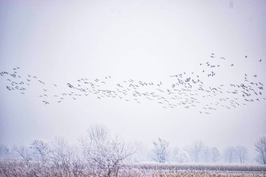 Uçan güvercin sürüsü