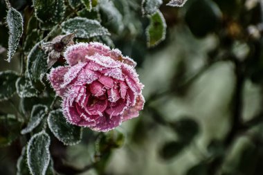 Buz ve buz kristalleriyle pembe-mor güllerin yakın çekimi, odak noktasında desenli yapraklar, bulanık yeşil ve koyu arkaplan donmuş çiçek detaylarını vurguluyor.