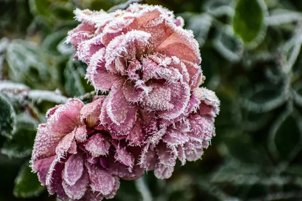 Buz ve buz kristalleriyle pembe-mor güllerin yakın çekimi, desenli yapraklar, bulanık yeşil ve koyu arkaplan donmuş çiçek detaylarını vurguluyor.