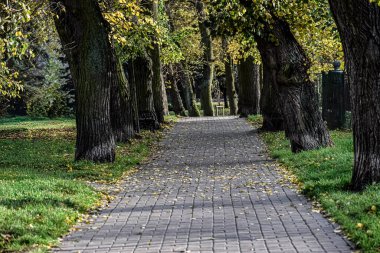 Düşük açı görüntüsü, uzun gövdeler ve ılık mevsimlik yapraklar tarafından çerçevelenmiş bir patikayı ortaya çıkarır. Uzak arkaplan elementleri derinlik ve sakin bir atmosfer ortamı ekler..