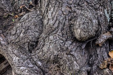 Kalın buruşuk gövdeler ve eski bir ağacın birbirine dolanmış kökleri, çatlaklarda büyüyen küçük mantarlar, sessiz gri, kahverengi ve mavimsi gölge tonları..