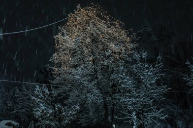 Ormanda karla kaplı ağaçlar