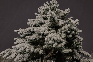 Kar - bir gece parkında ağaçlarla kaplı.