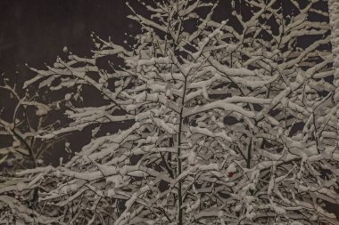 Karla kaplı sayısız ince dalları olan bir ağaca gece vakti yakın çekim. Kalın beyaz kar, koyu dallarla ve gri bulanık arkaplanla çelişiyor. Sakin, sakin bir kış gecesi atmosferi yaratıyor..