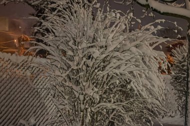 Çitin yanında karla kaplı bir çalı. Sokak feneri geceleri ağaçları ve karı aydınlatır, sakin, atmosferik bir kış gecesi sahnesi yaratır..