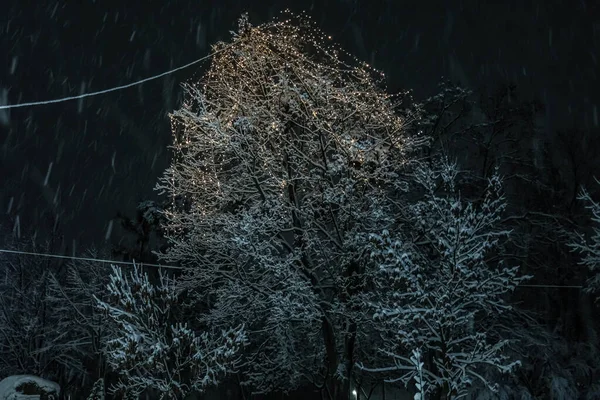 Ormanda karla kaplı ağaçlar