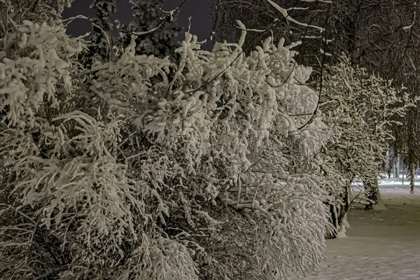 Gece Kışlık Parkı. Karla kaplı ağaçlarla dolu şehir..
