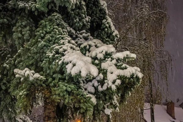 Karla kaplı ağaçlarla kaplı kış manzarası