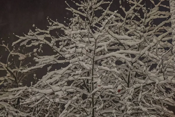 Karla kaplı sayısız ince dalları olan bir ağaca gece vakti yakın çekim. Kalın beyaz kar, koyu dallarla ve gri bulanık arkaplanla çelişiyor. Sakin, sakin bir kış gecesi atmosferi yaratıyor..