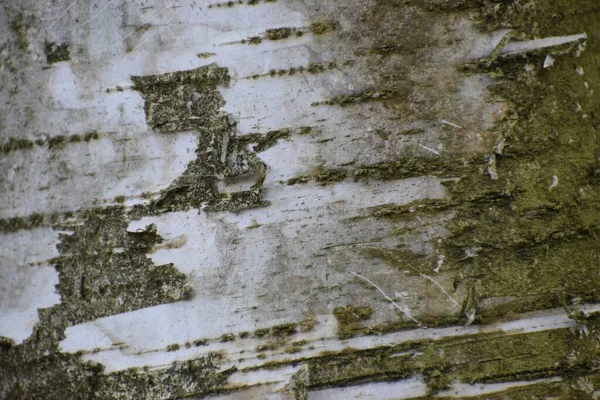 Beyaz ve açık gri huş ağacının kabuğu sarımsı ve yeşilimsi renktedir. İnce kabuklu şeritler, görünür lensler ve bu türün tipik kaba çatlak dokusu..