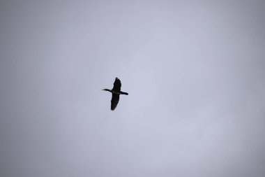 Gri bulutlu gökyüzüne karşı kanatlarını açmış uçan kuş tüylü ayrıntıları ve silueti kapat