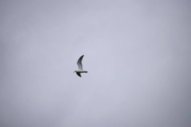 Kuş bulutlu gri gökyüzüne doğru uçarken sakin bir atmosfer yaratıyor.