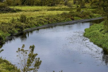 Nehir, çimen ve çalılarla kaplı kıyılar arasında su ağaçlarında görülebilen yosunlar veya ördek yosunları ve arka planda uzun otlar arasında akar.