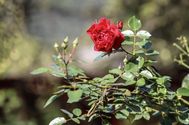 Büyük, kadife yapraklı, duble çiçekli gül. Arkaplanda koyu yeşil yapraklar, açık gri veya bej rengi çiçeğe vurgu yapar.