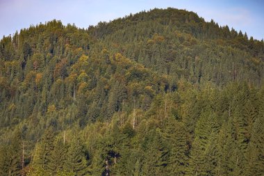 Yoğun kozalaklı dağ yamaçları ve sarı yaprak döken ağaçlarla kaplı. Orman bölgesini vurgulamak için uzaktan çekilmiş..